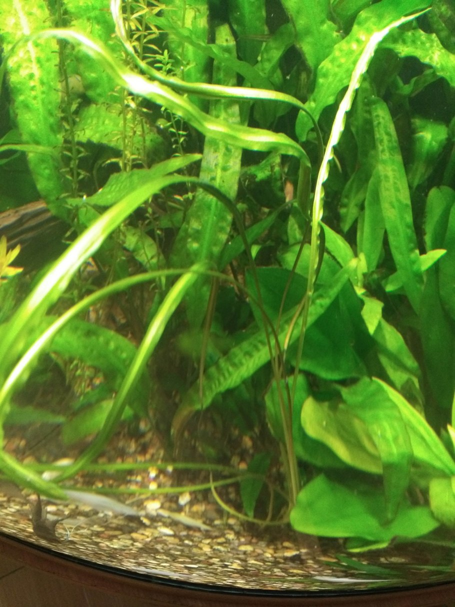 Эхинодорус красный бриллиант