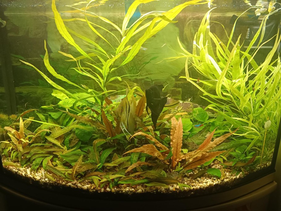 Криптокорина Юджи