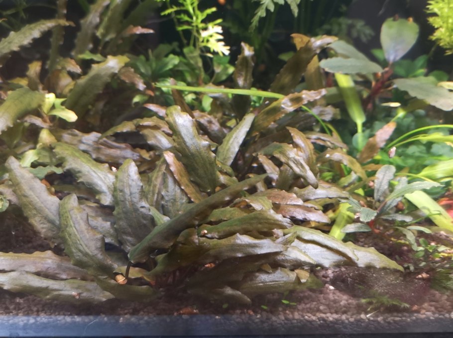 Буцефаландра Pearl Grey