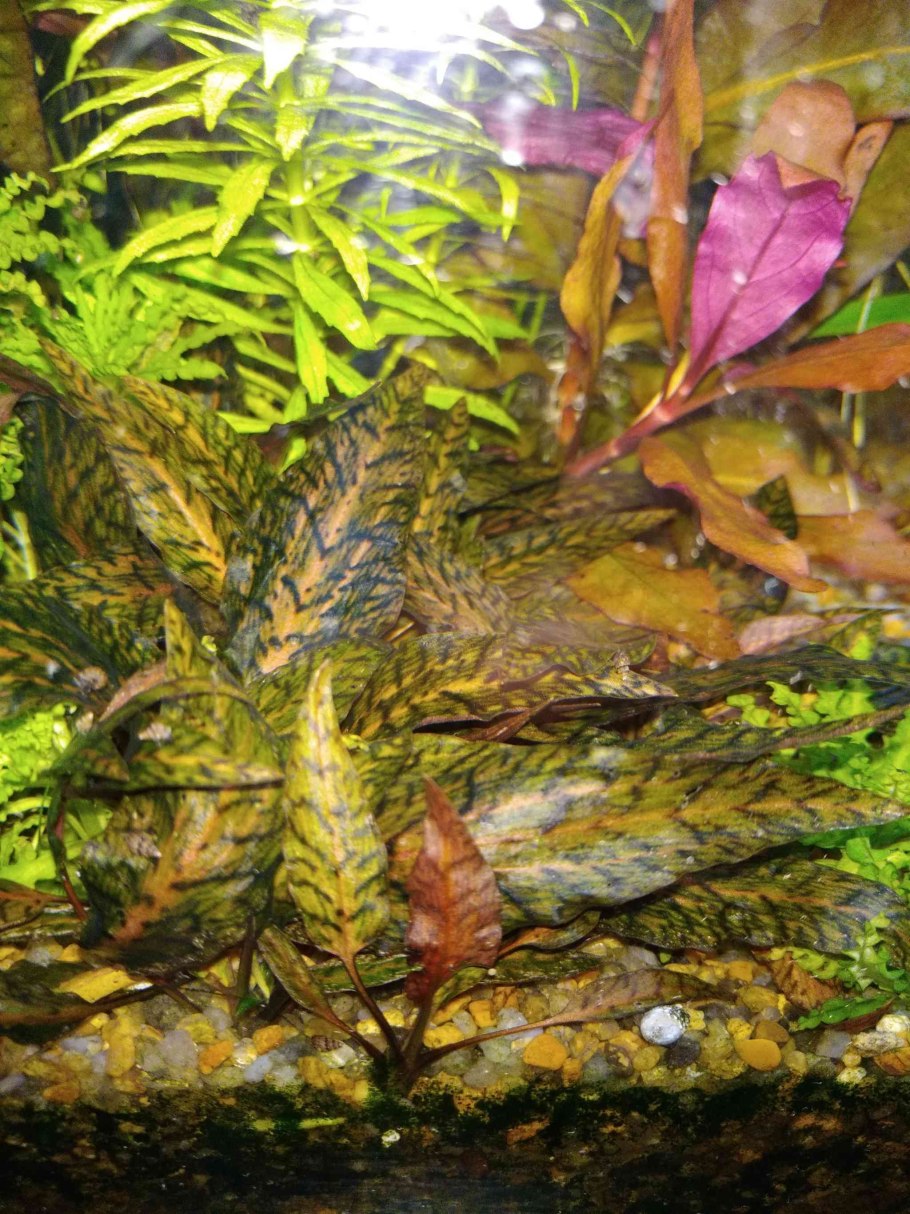 Криптокорина криспатула Номинальная