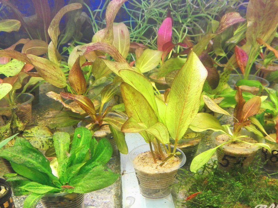 Брелок Mongoose LS 9000d