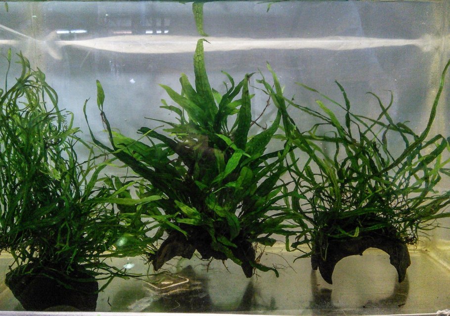 Остров в аквариуме акваскейп