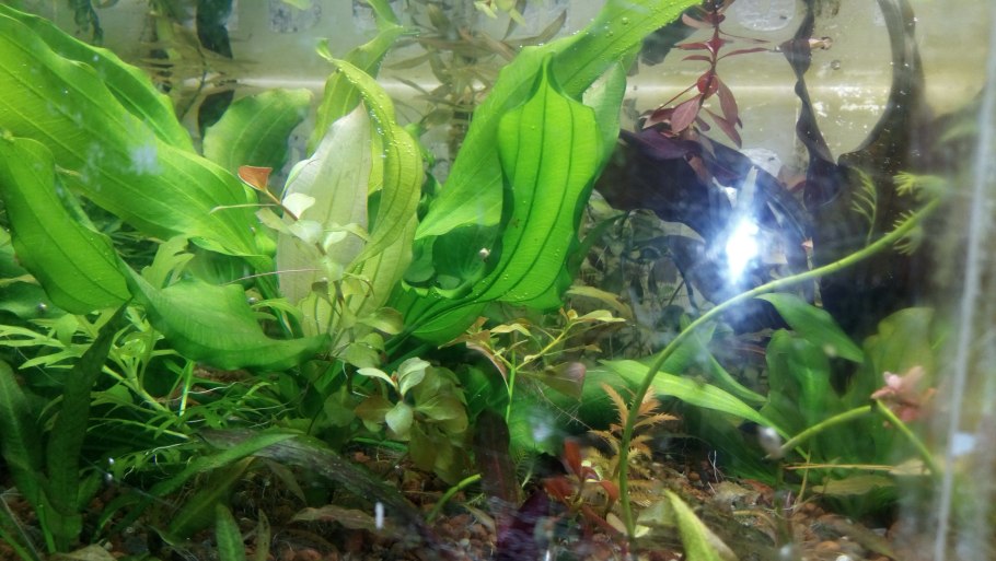 Криптокорина борода