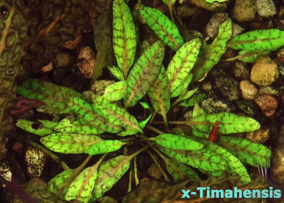 Криптокорина Юджи