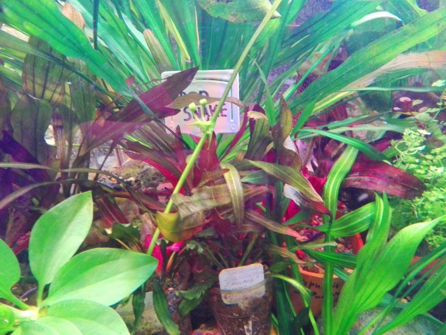 Водоросли черная борода