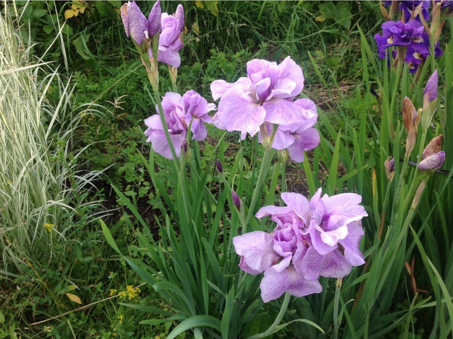 Ирис Сибирский (Iris sibirica &#96;Imperial Opal&#96;)