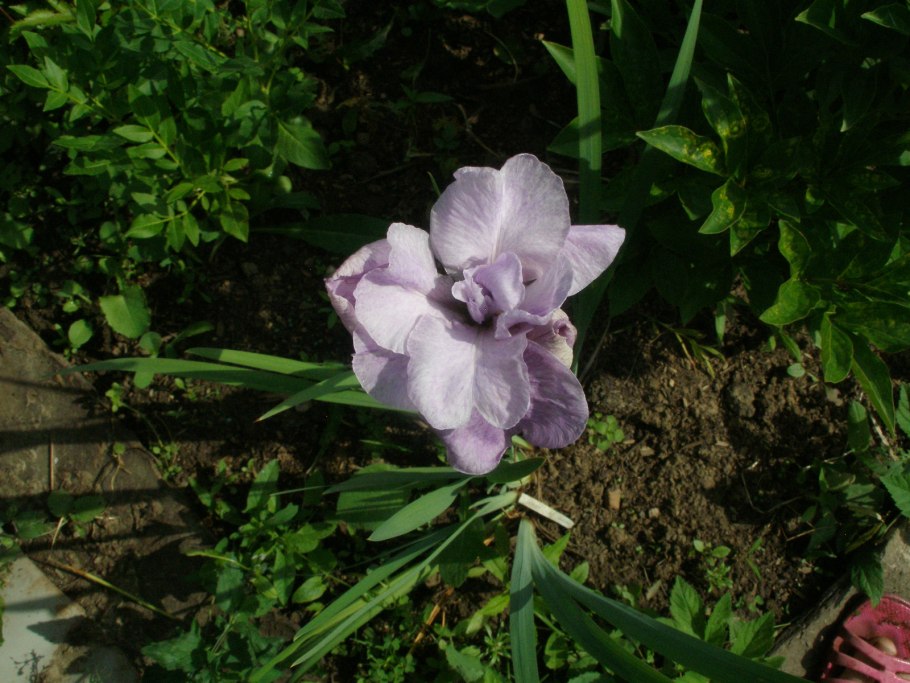 Ирис Сибирский Пинк Парфе