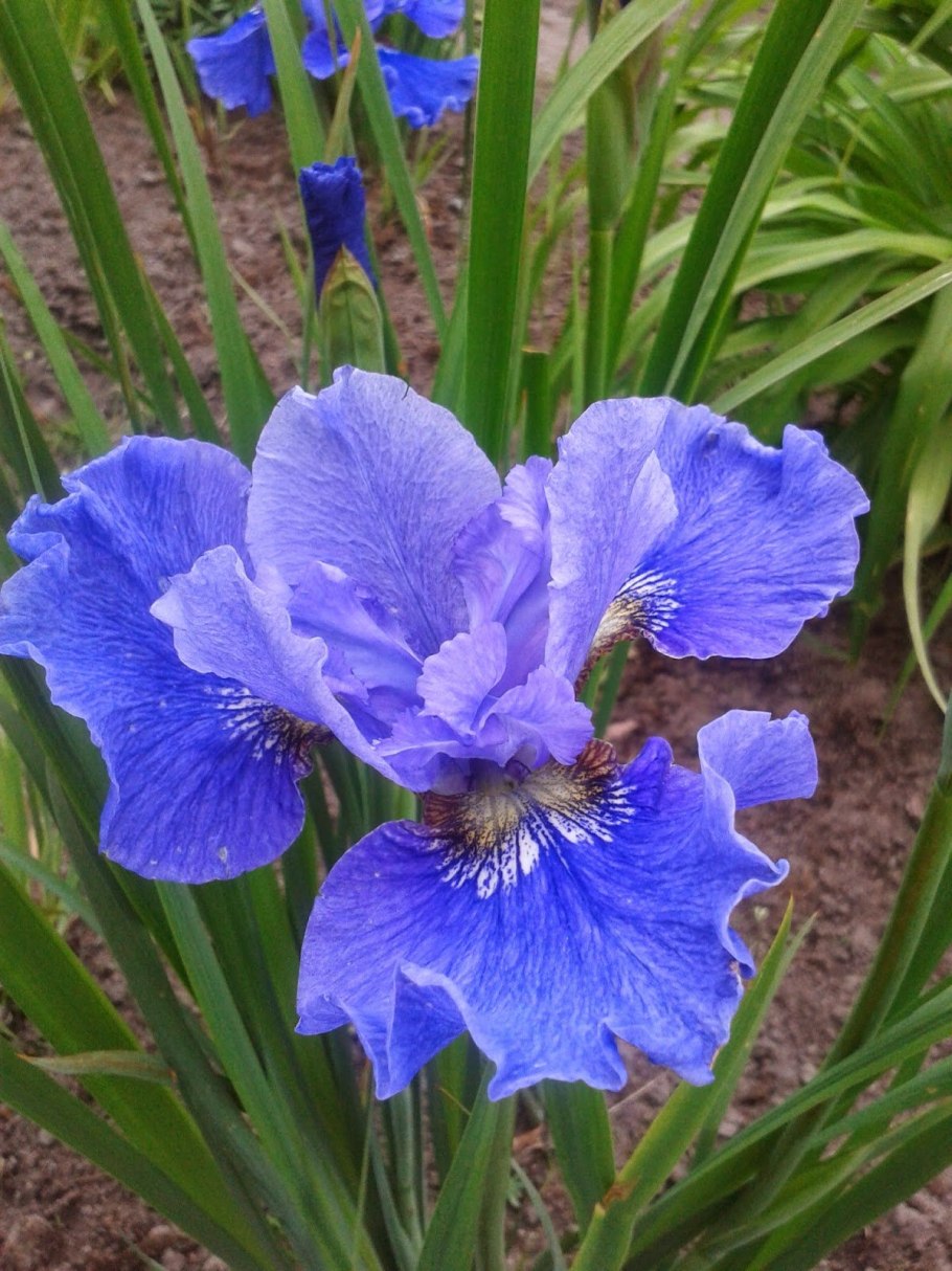 Ирис Сибирский Пинк Парфе