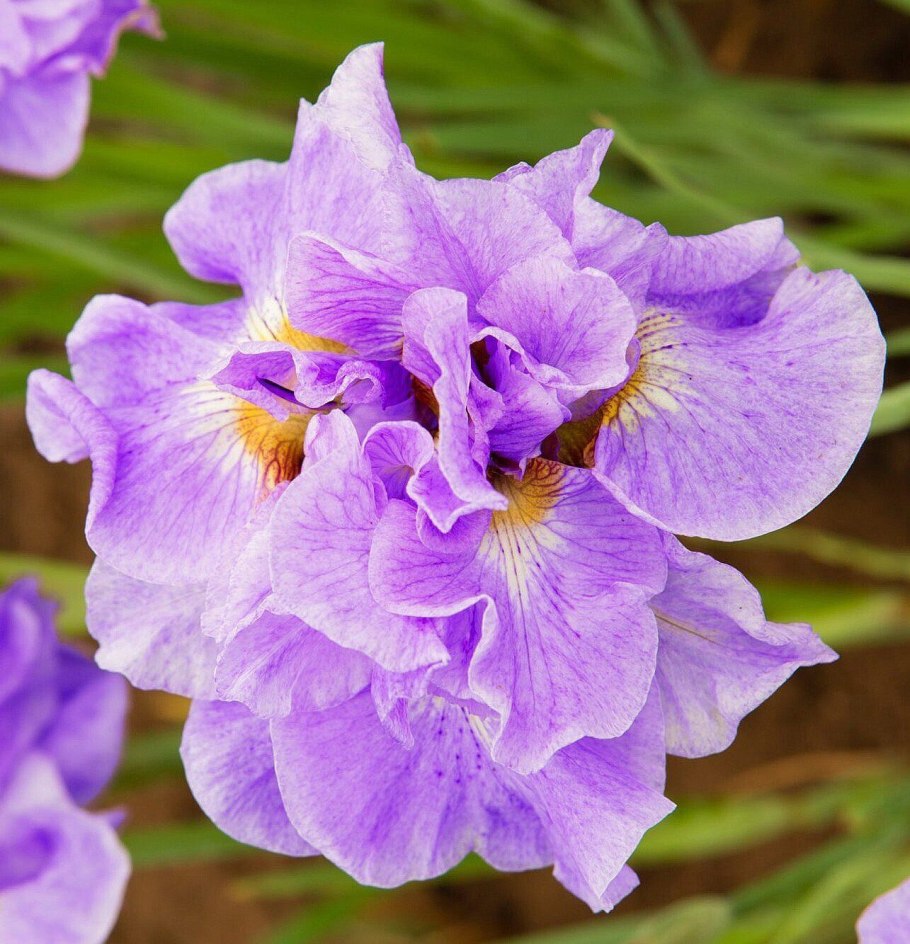 Ирис Сибирский Imperial Opal