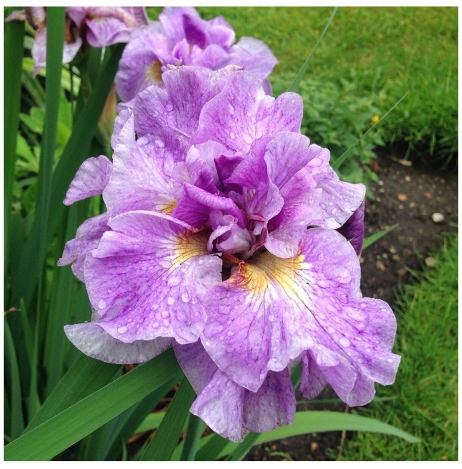 Ирис Сибирский кита-но-сейдза