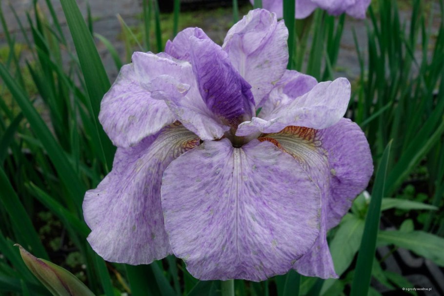 Ирис Сибирский (Iris sibirica &#96;Imperial Opal&#96;)