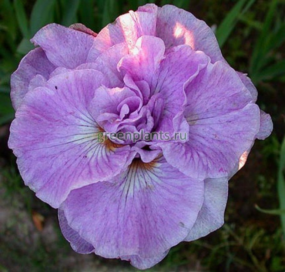 Ирис Сибирский Шарли Поуп