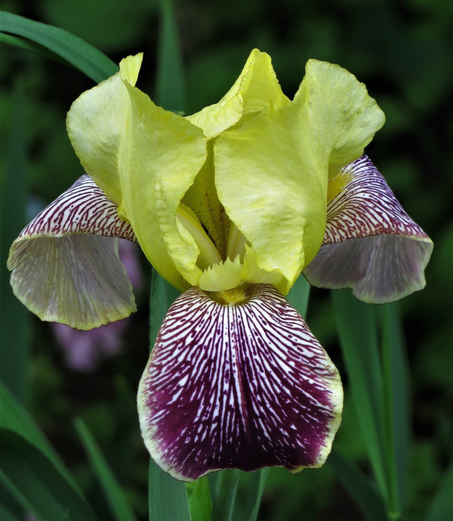 Ирис Сибирский 'Hubbard' /Iris sibirica 'Hubbard'/
