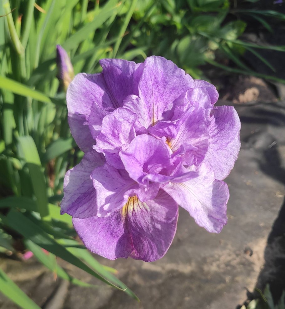 Ирис Сибирский Эстер