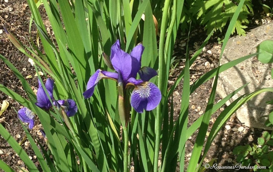 Ирис Сибирский кита-но-Сейза