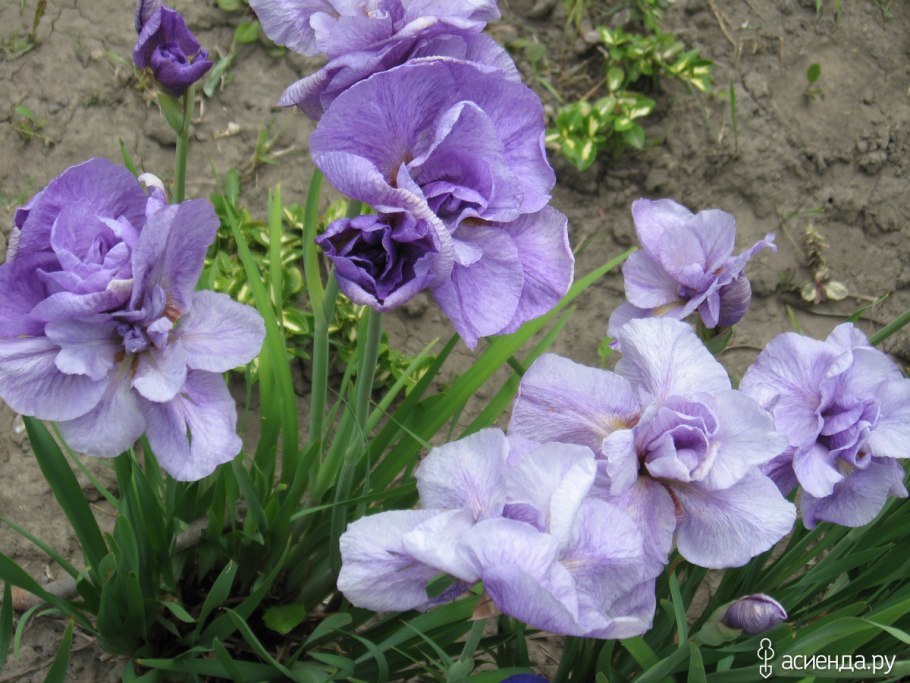 Ирис Сибирский (Iris sibirica &#96;Imperial Opal&#96;)