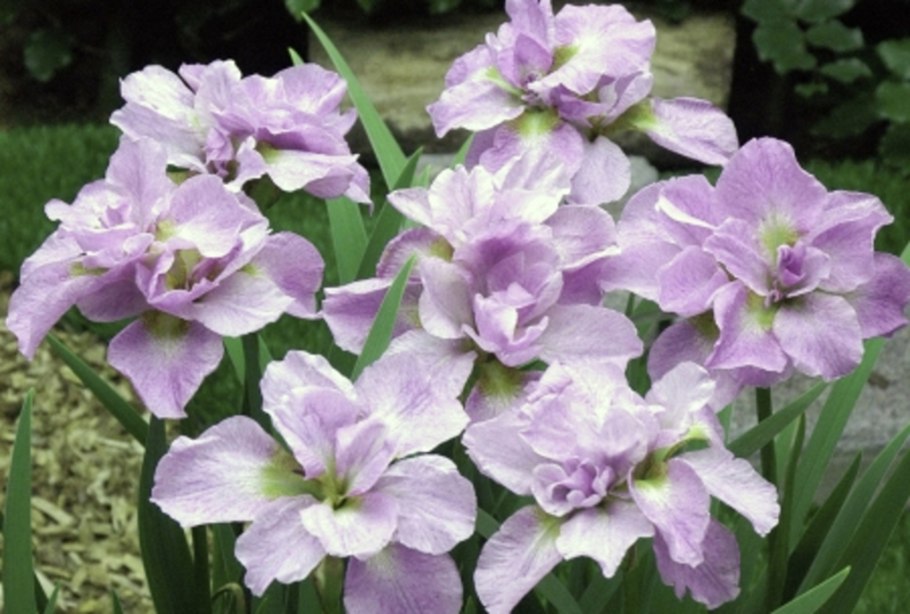 Ирис Пинк Парфейт