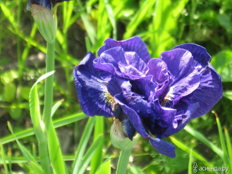 Ирис sibirica Sugar Rush