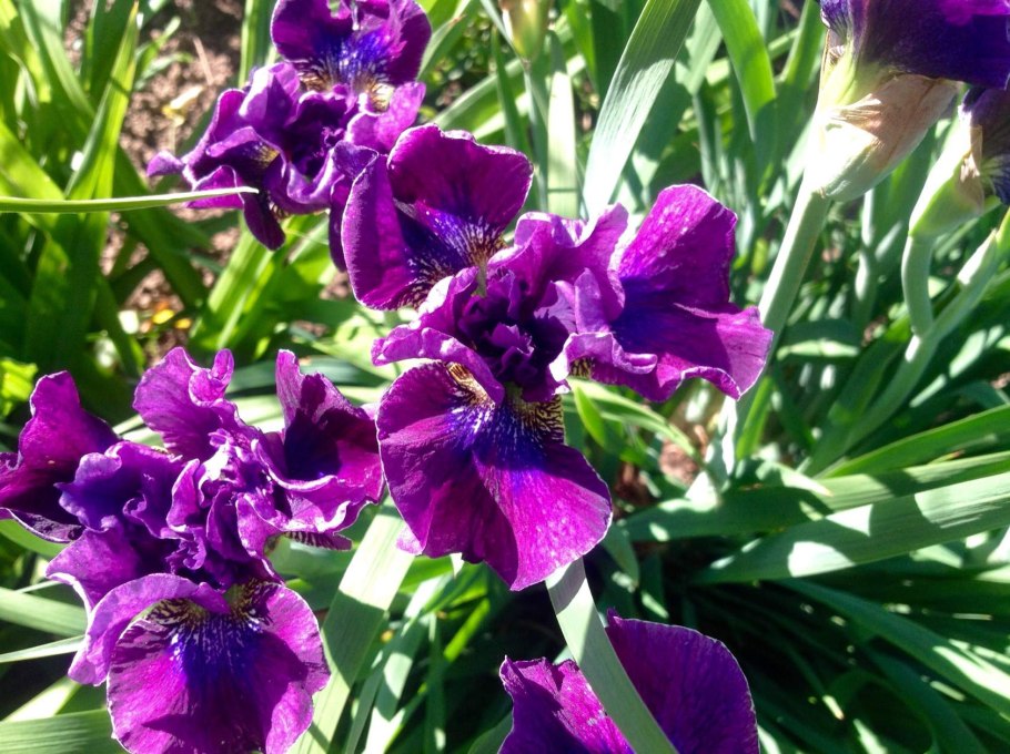 Ирис Сибирский 'kita-no-Seiza'