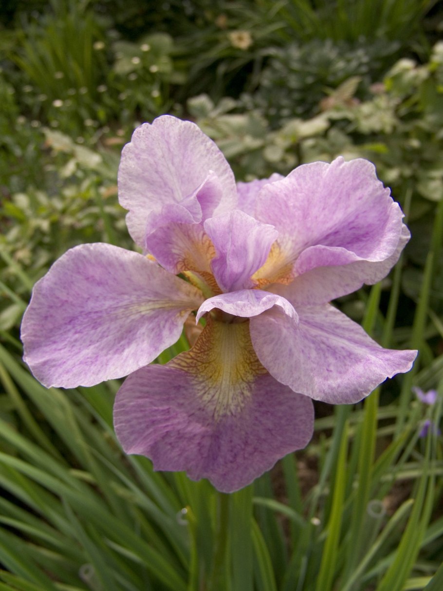 Ирис Сибирский Пинк Парфе