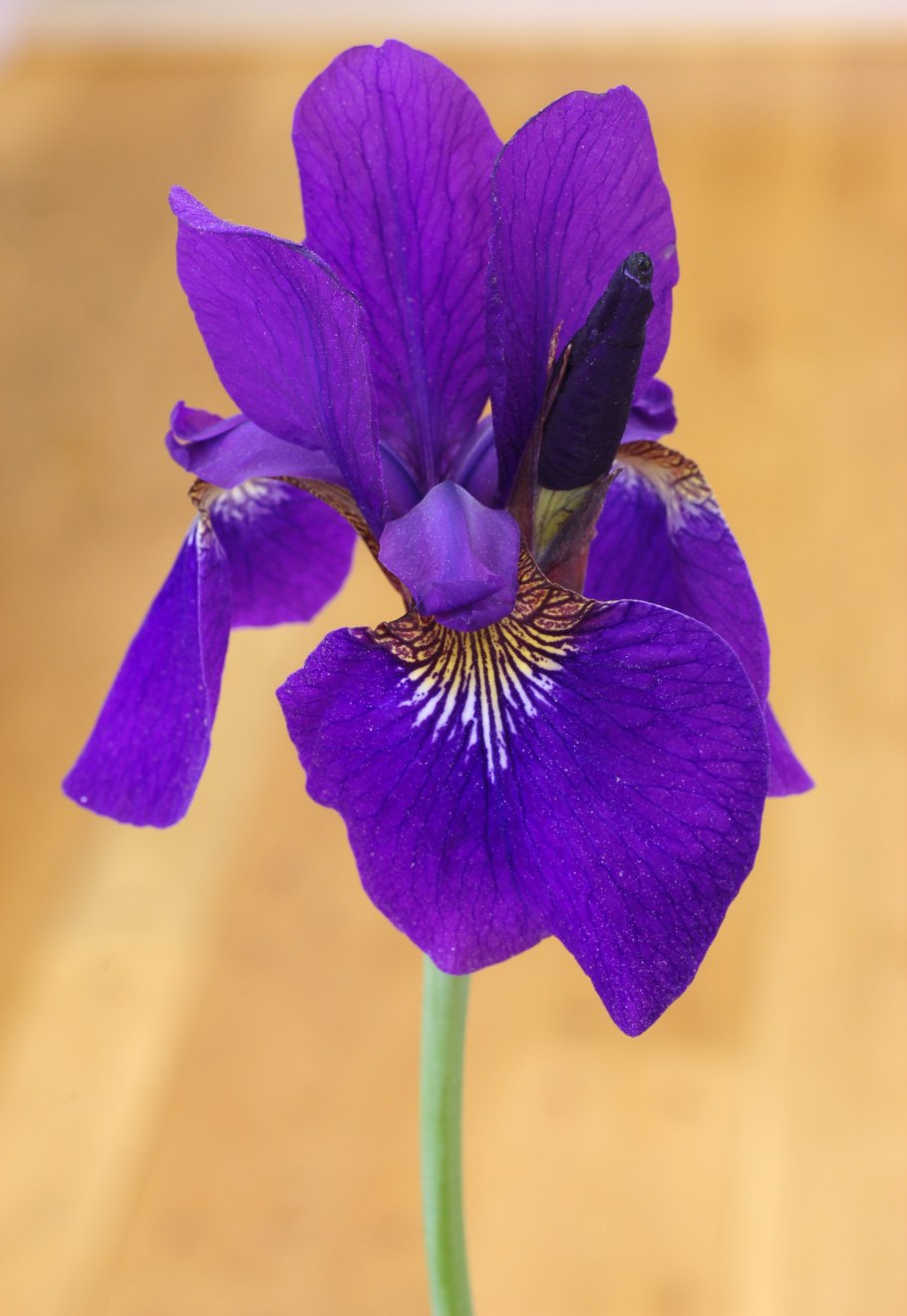 Ирис Сибирский Rosy Bows