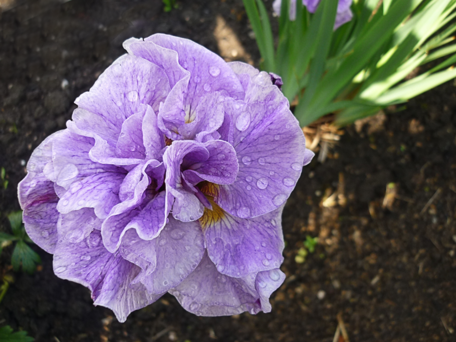 Ирис Пинк Парфейт 2шт