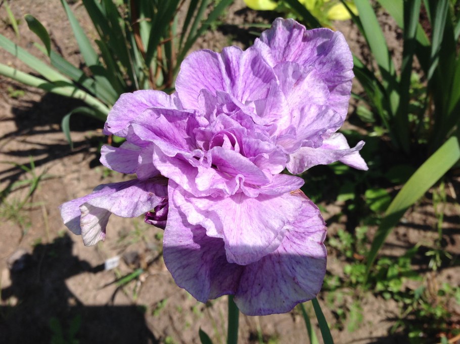 Ирис Сибирский (Iris sibirica &#96;Imperial Opal&#96;)