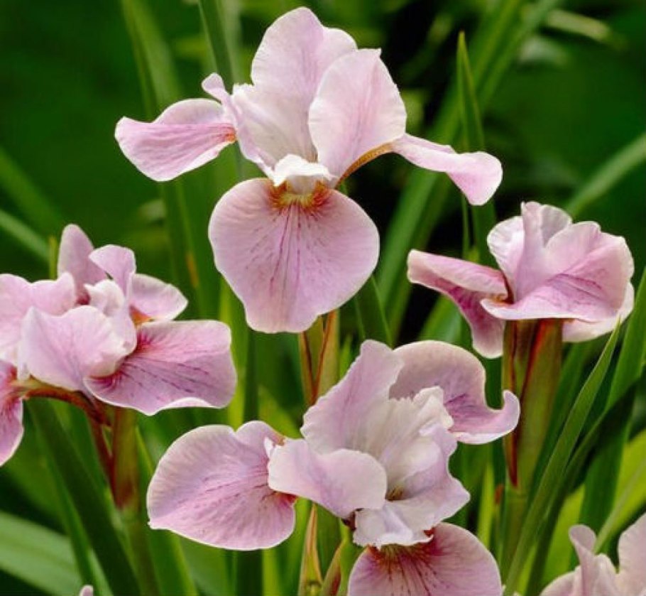 Ирис Сибирский Дабл стандарт