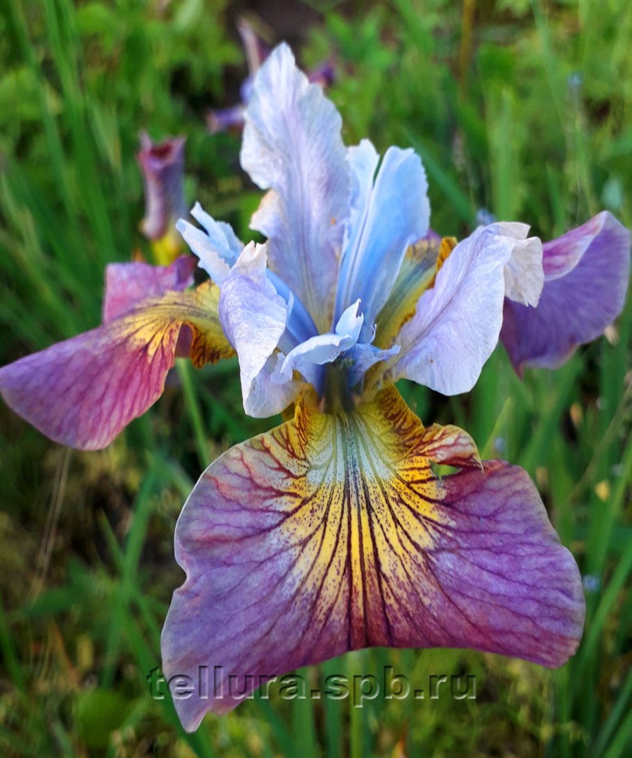 Цветы ирисы Касатик Сибирский