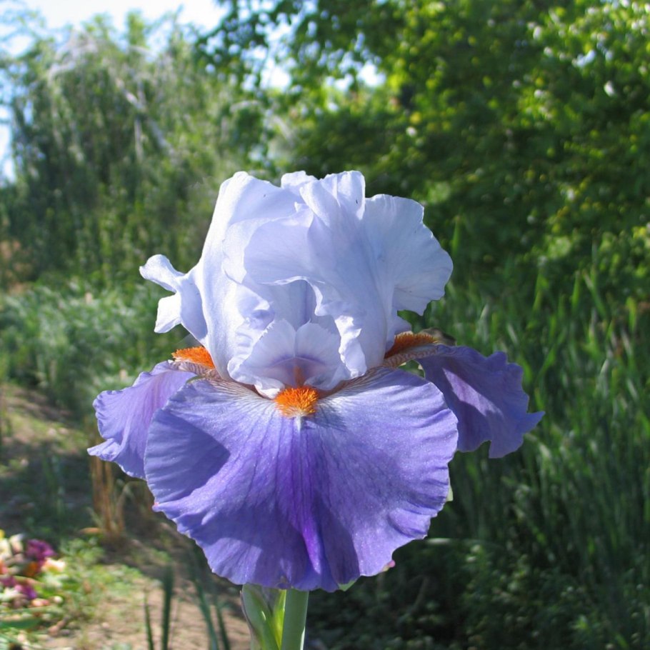 Ирис Сибирский Пинк Парфе