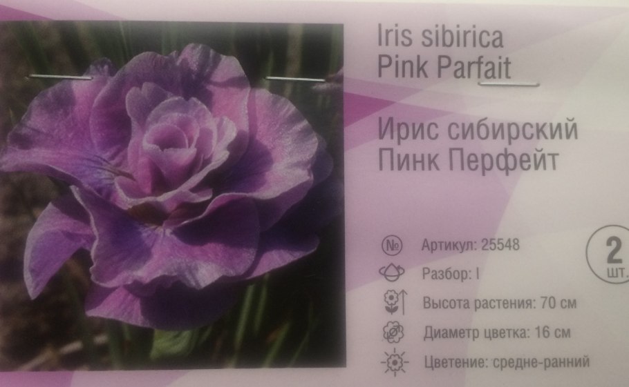 Iris sibirica Ruffled Plus