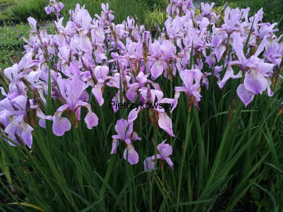 Ирис Сибирский Кабум