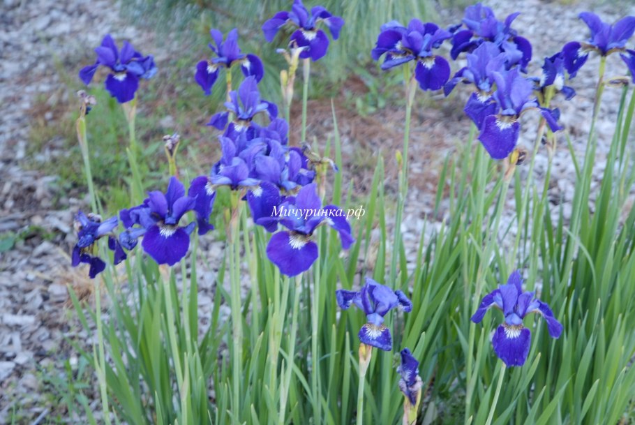 Rigamarole Ирис Сибирский