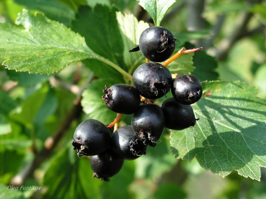 Боярышник черный - Crataegus nigra