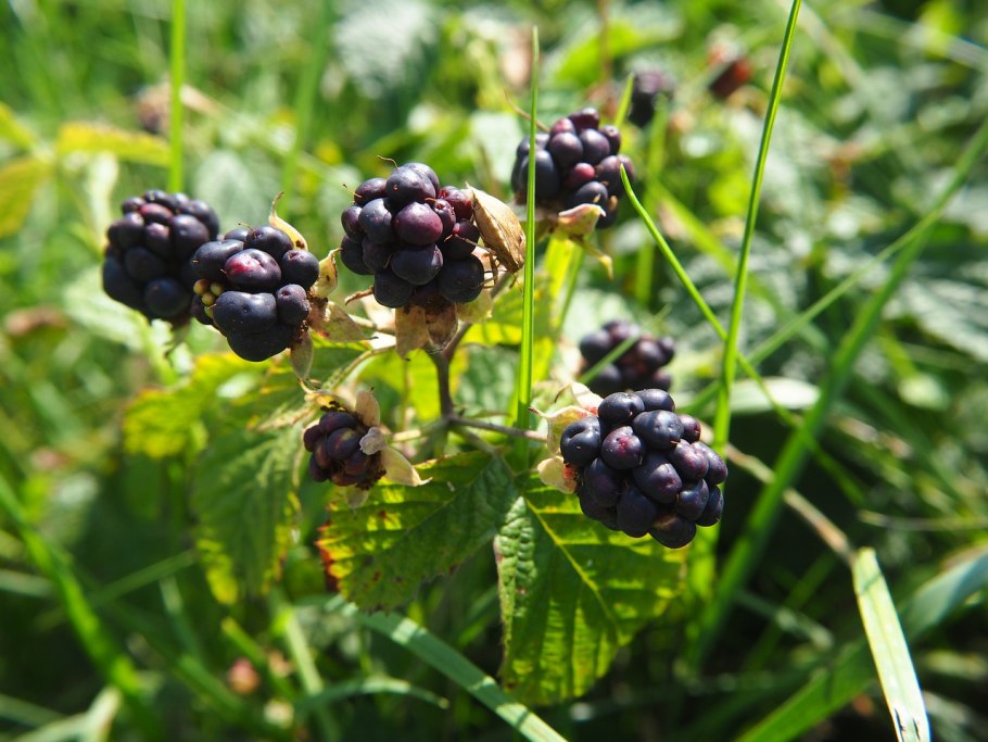 Grass Berry