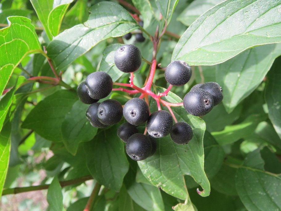 Cornus sanguinea - кизил