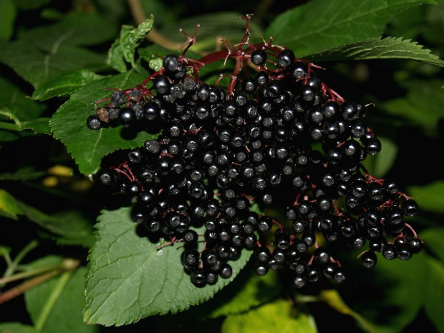 Бузина Лесная