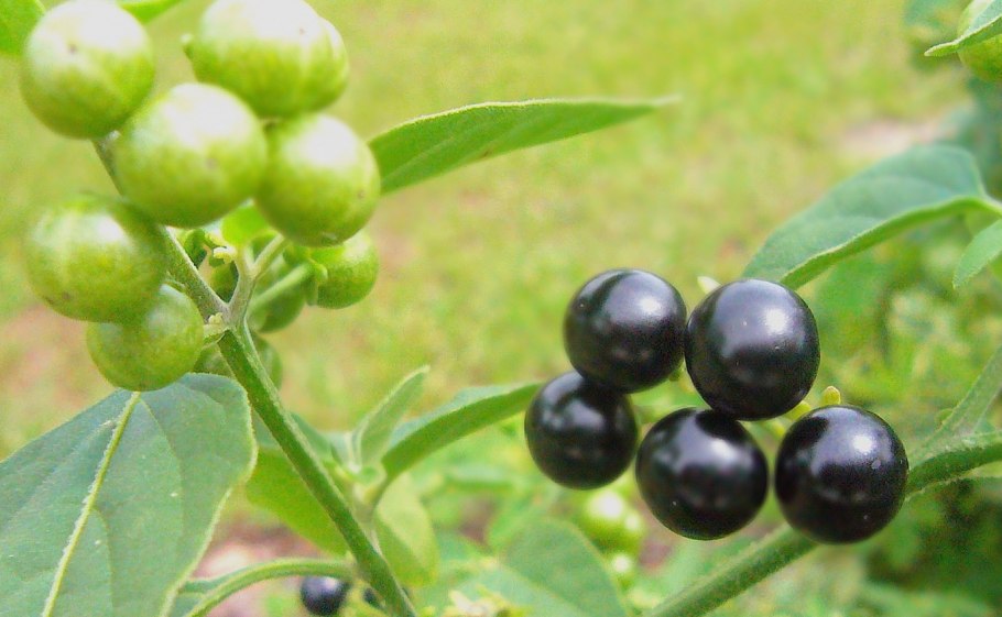 :Solanum nigrum (BLACKBERRY Nightshade)