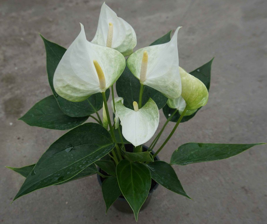 Антуриум Элидо белый