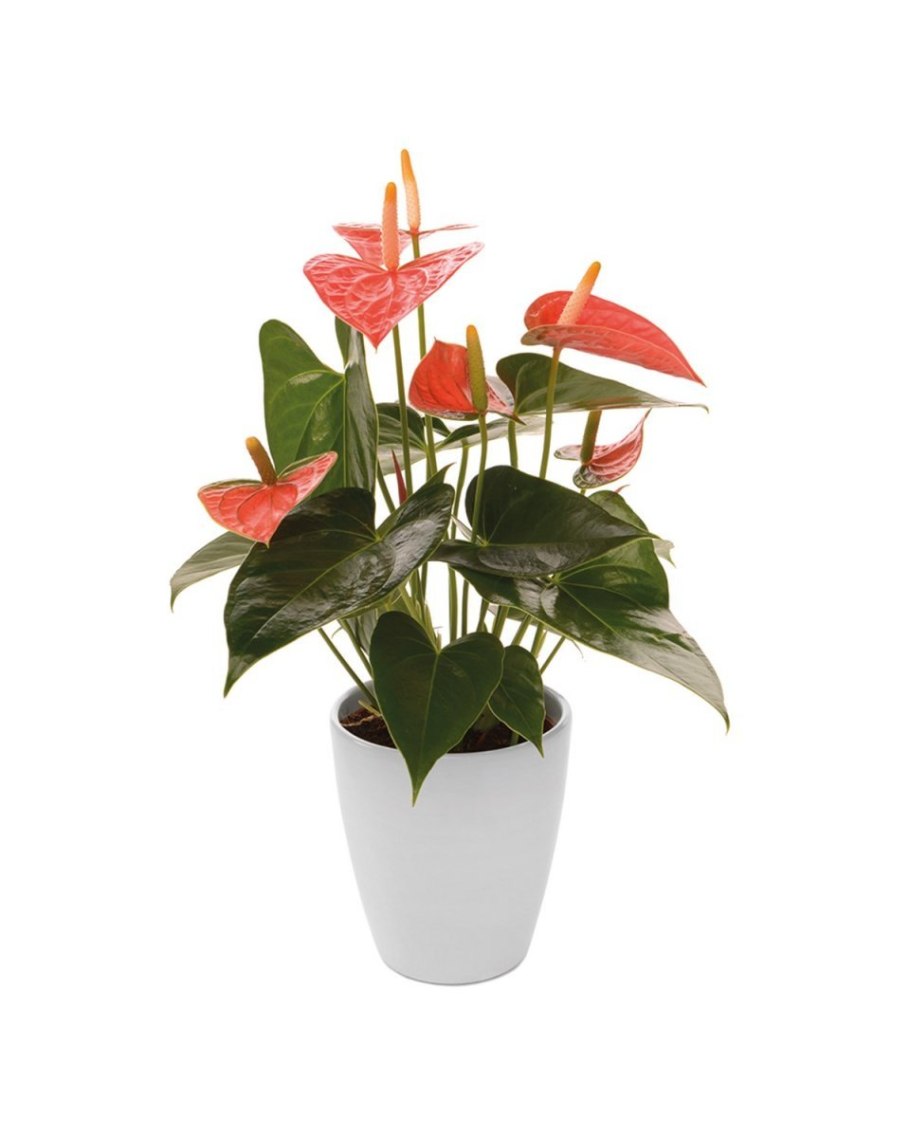 Антуриум Вайт чемпион