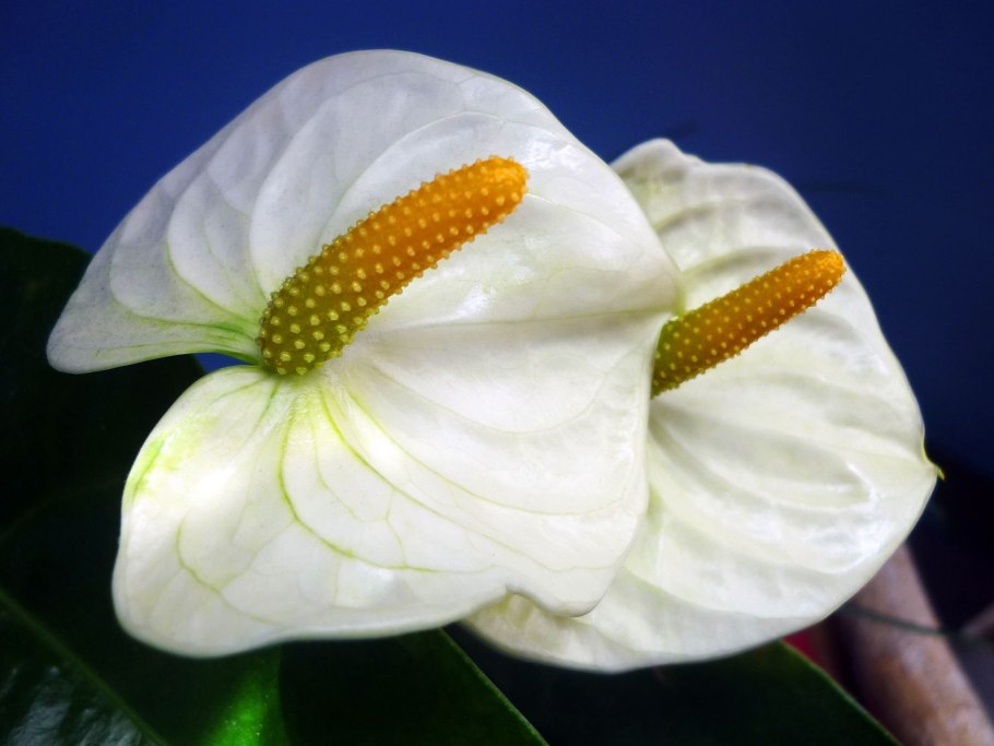 Антуриум Sharade White