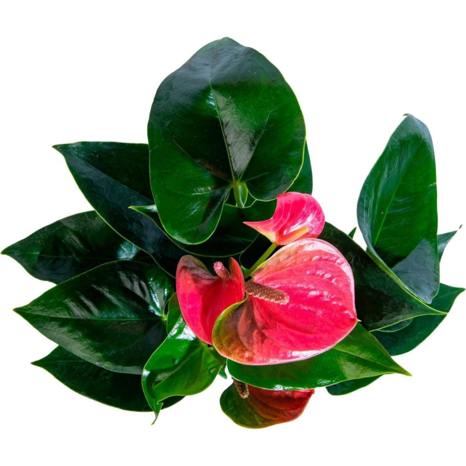 Антуриум Касеко