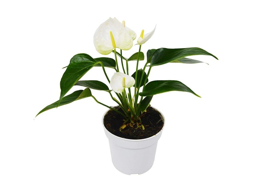 Антуриум белый