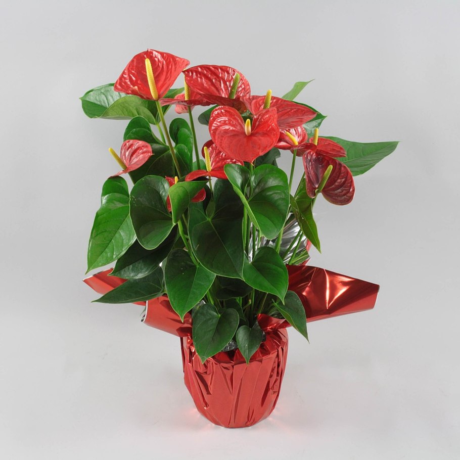 Антуриум Алексия Глориус