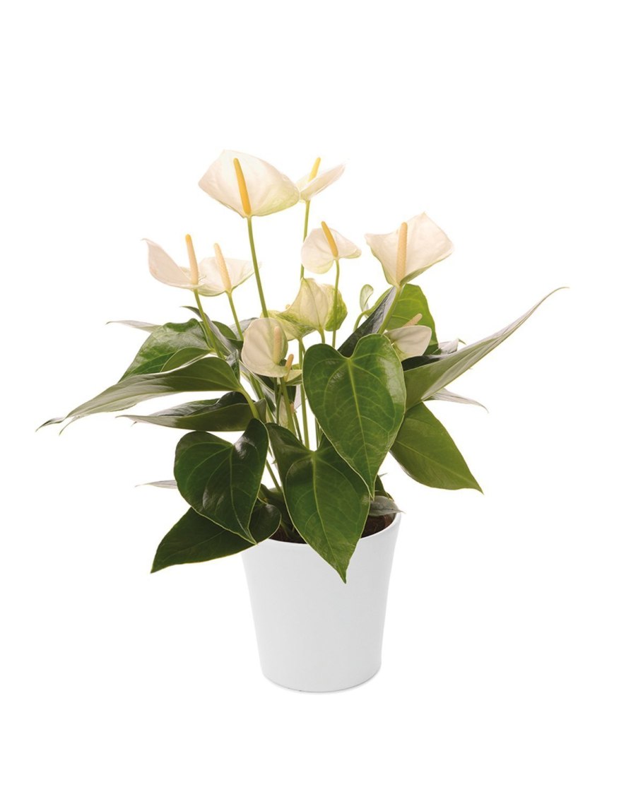 Антуриум Алексия Уайт