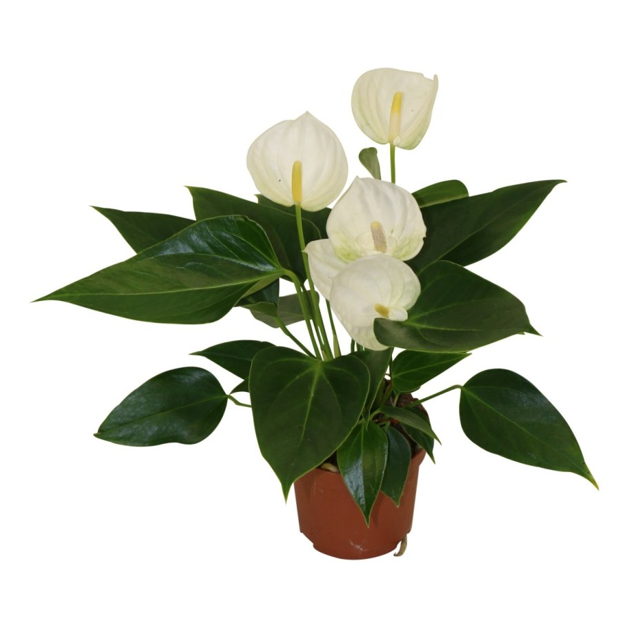 Антуриум Elido