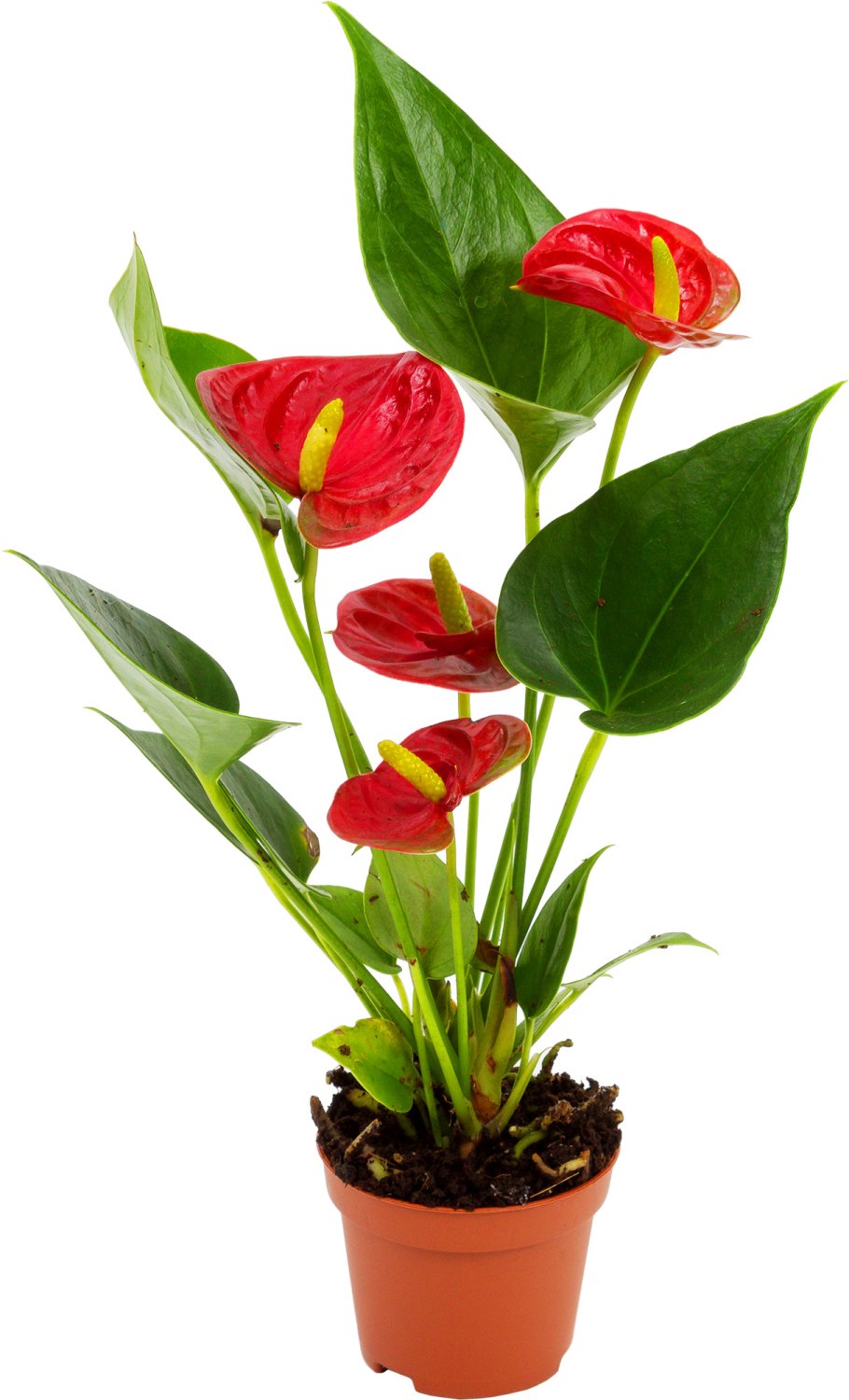 Антуриум Адиос ред