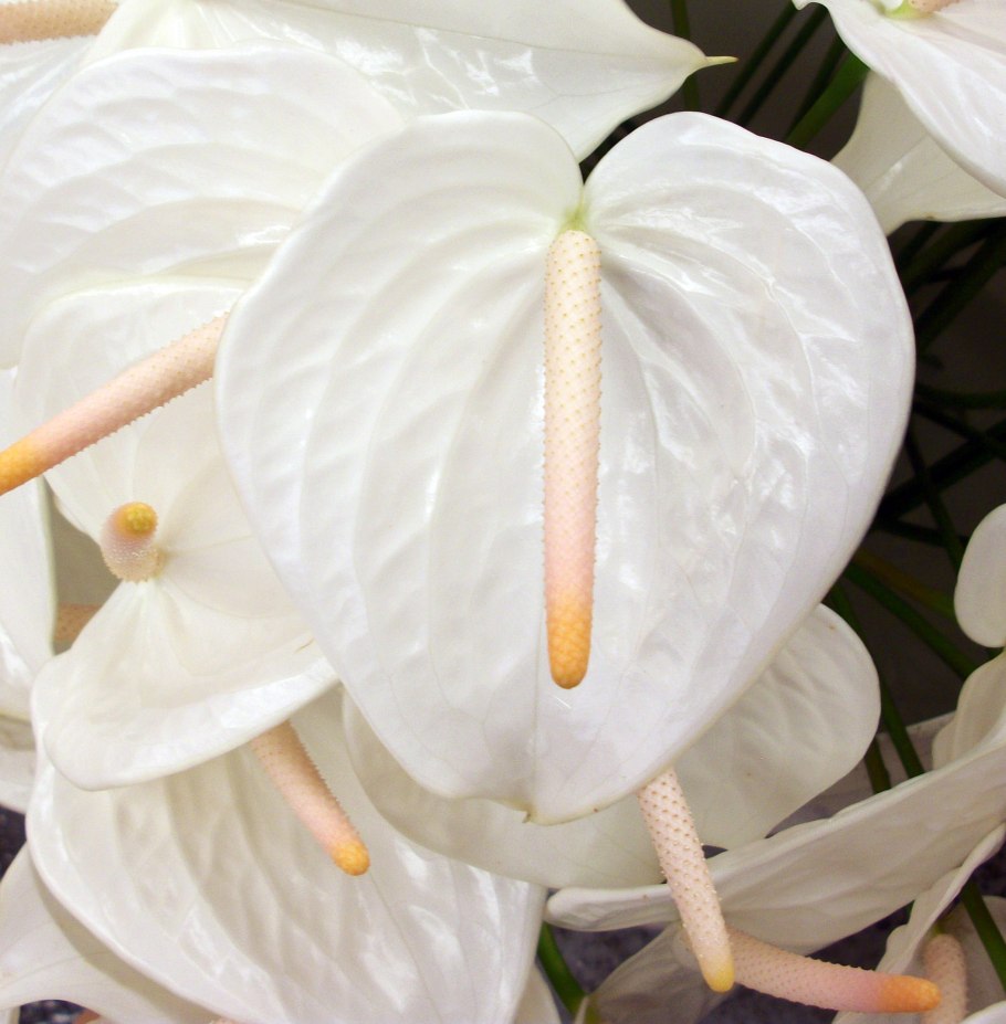 Антуриум чемпион белый