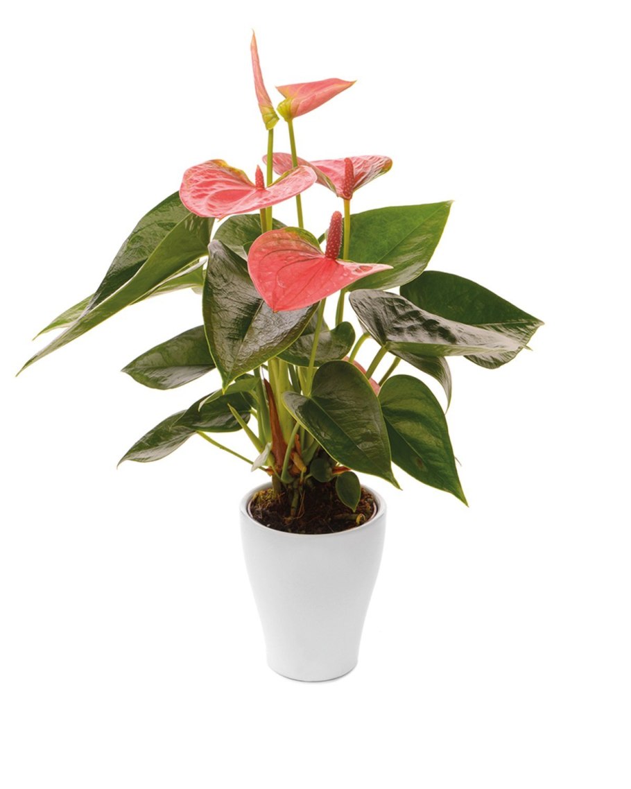 Антуриум Sweet Dream