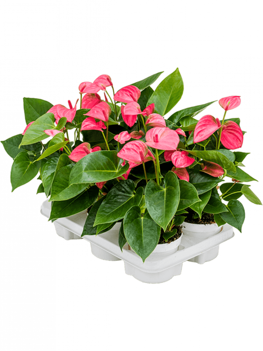 Антуриум Андре белый